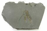 Ordovician Brittle Star (Ophiura) - Morocco #327194-1